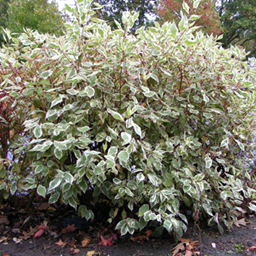        Cornus alba Argenteomarginata / Cornus alba Elegantissima